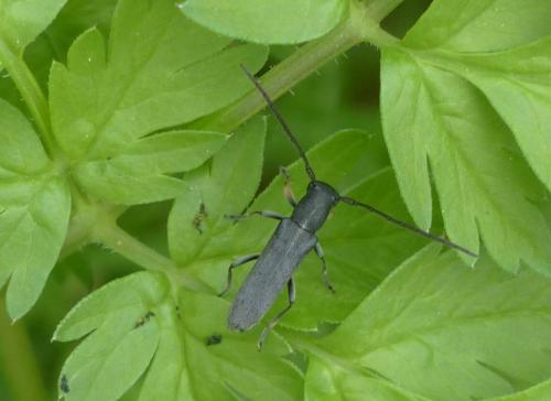 Phytoecia cylindrica