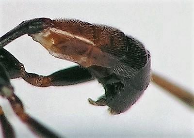 Cryptinae