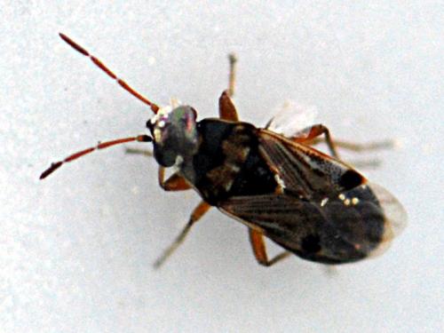 Réf. 160 875 : Ischnocoris flavipes