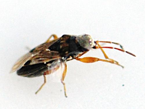 Réf. 160 876 : Ischnocoris flavipes