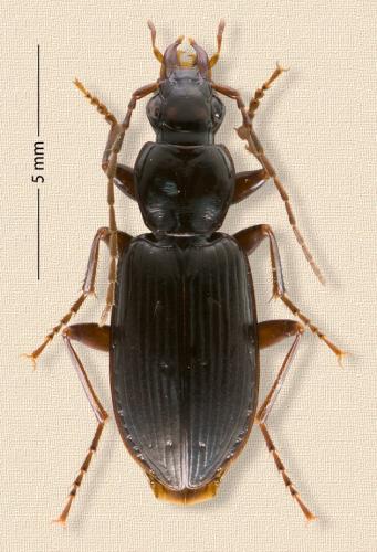 Réf. 160 941 : Platynus livens