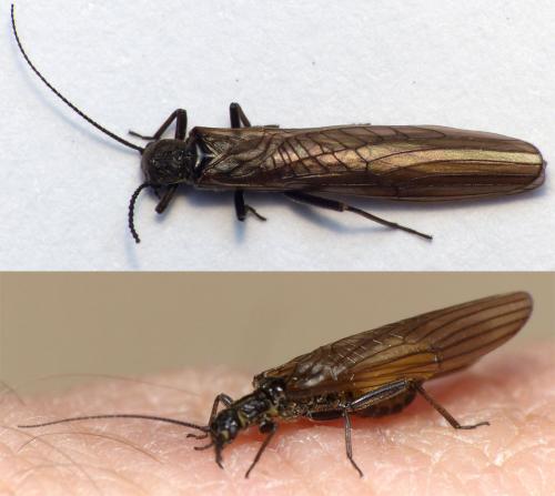 Réf. 160 684 : Leuctra sp.