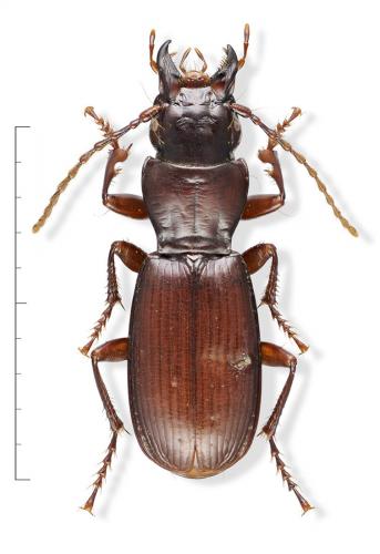 Pterostichus nadari