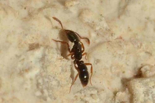 Ponerinae