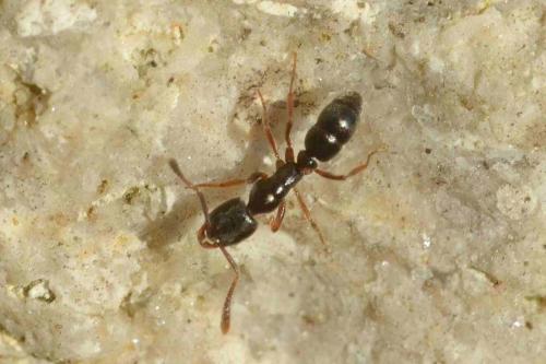 Réf. 160 080 : Ponerinae inconnu