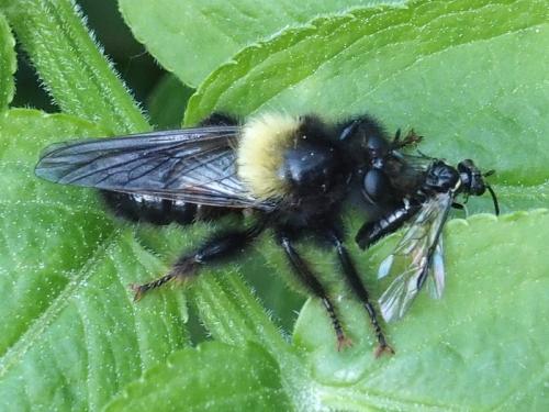 Réf. 160 733 : Laphria ephippium