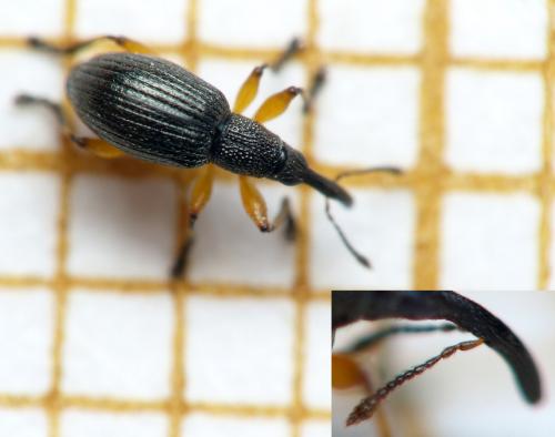 Protapion varipes