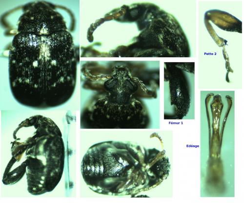 Réf. 160 221 : Bruchus luteicornis