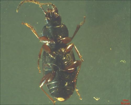 Réf. 160 419 : Pterostichus ovoideus