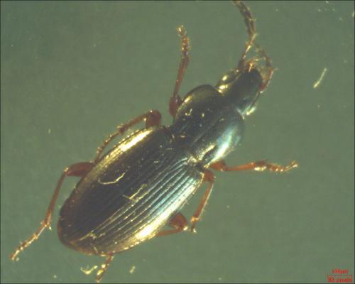 Pterostichus ovoideus