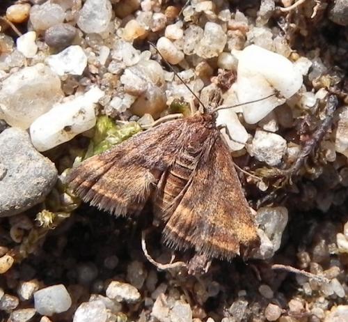 Pyrausta despicata