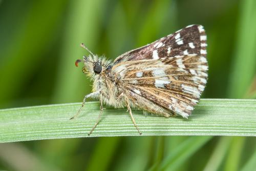 Réf. 160 862 : Pyrgus malvoides