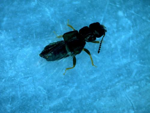 Réf. 160 627 : Anotylus sp.