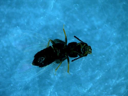 Réf. 160 628 : Anotylus sp.
