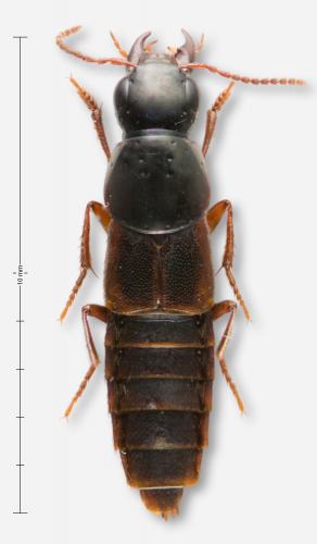 Réf. 160 012 : Quedius obscuripennis