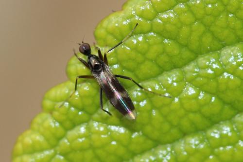 Réf. 160 942 : Tachydromia sp.