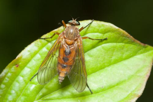 Réf. 160 789 : Rhagio tringarius