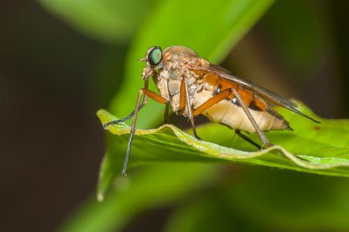 Rhagio tringarius