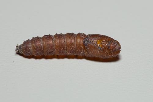 Réf. 160 790 : Rhagio tringarius