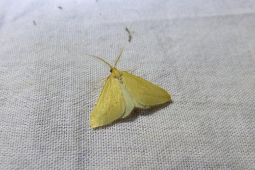 Rhodometra sacraria