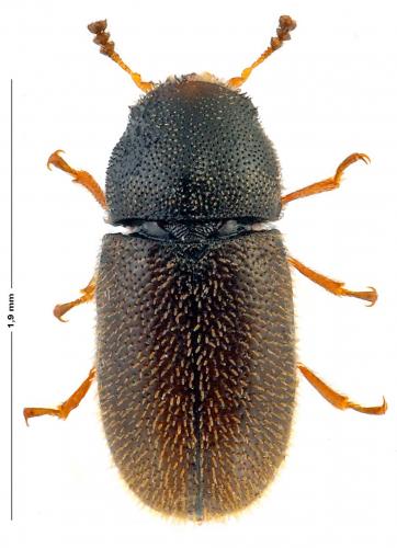 Réf. 160 551 : Rhopalodontus novorossicus