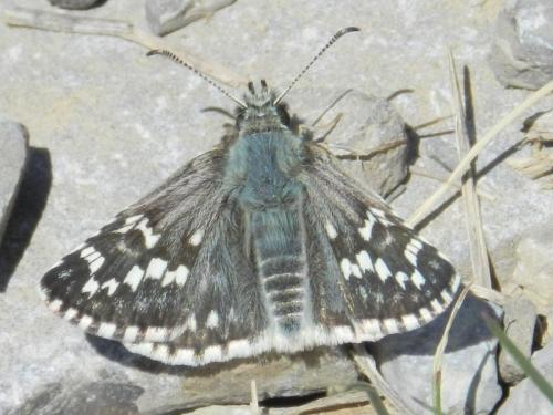 Réf. 160 602 : Pyrgus carthami