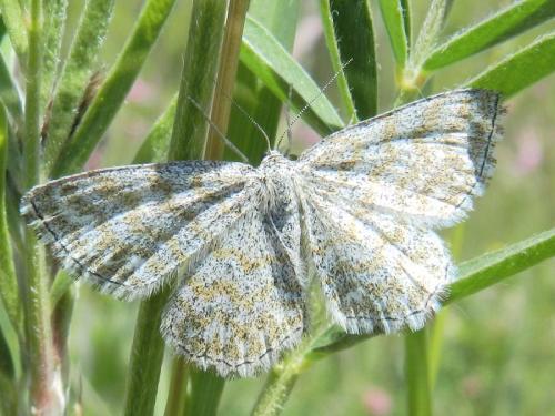 Réf. 160 531 : Scopula immorata