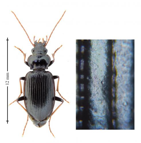 Réf. 160 723 : Nebria salina
