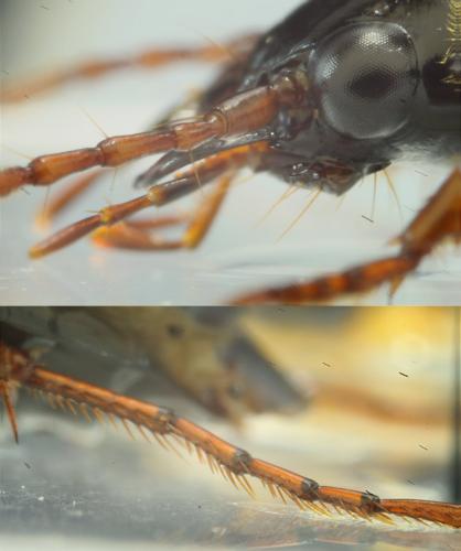 Réf. 160 727 : Nebria salina