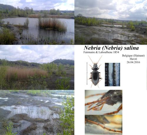 Réf. 160 763 : Nebria salina
