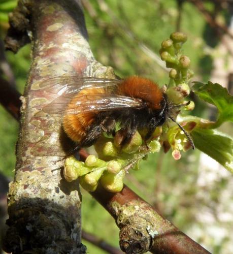 Andrena fulva
