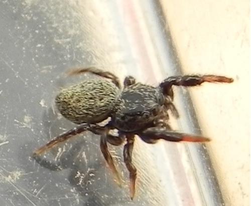 Sibianor aurocinctus