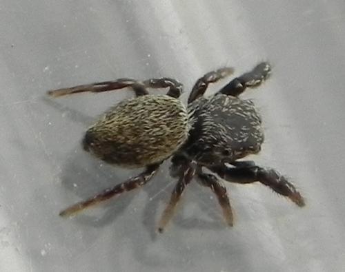 Réf. 160 008 : Sibianor aurocinctus