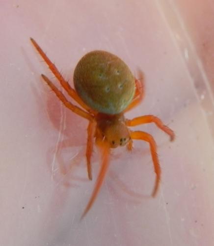 Araniella sp.