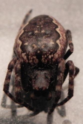 Réf. 160 257 : Nuctenea umbratica