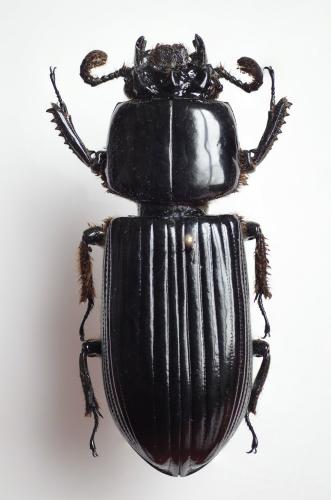 Réf. 160 541 : Passalus interruptus