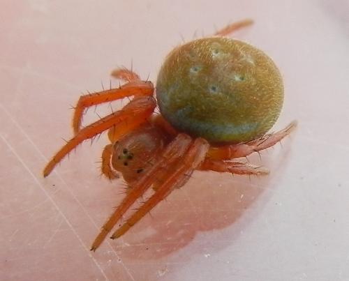 Araniella sp.