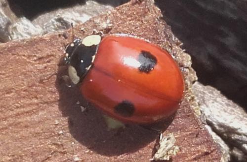 Réf. 160 383 : Adalia bipunctata bipunctata