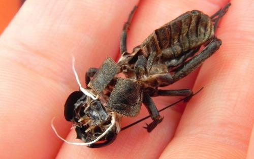 Gryllus campestris