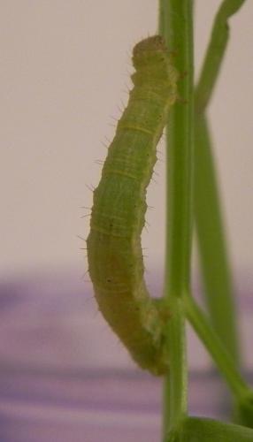 Réf. 160 385 : Camptogramma bilineata