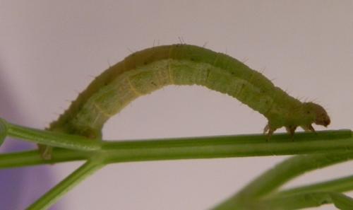 Camptogramma bilineata