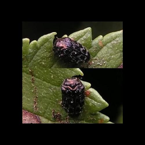Réf. 160 197 : Trachys minutus