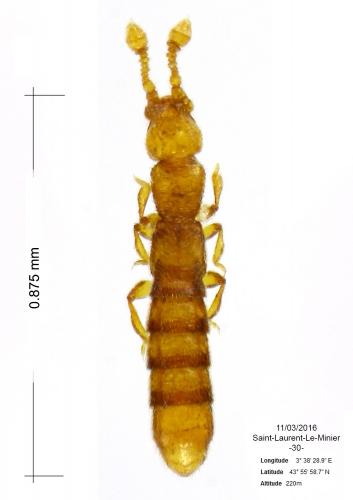 Mayetia galiberti