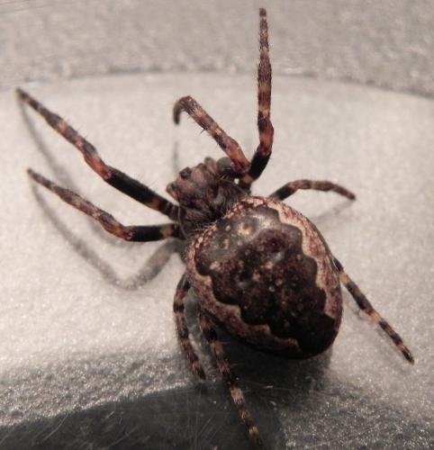 Réf. 160 254 : Nuctenea umbratica