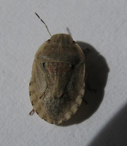 Sciocoris sulcatus