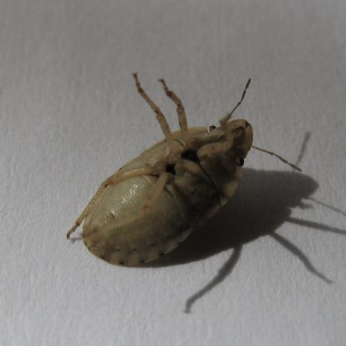 Sciocoris sulcatus