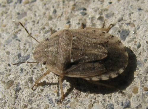 Sciocoris sulcatus