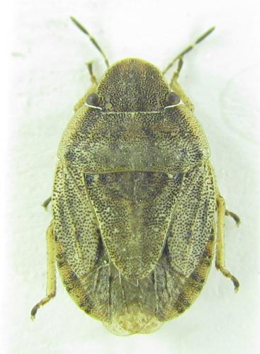 Sciocoris deltocephalus