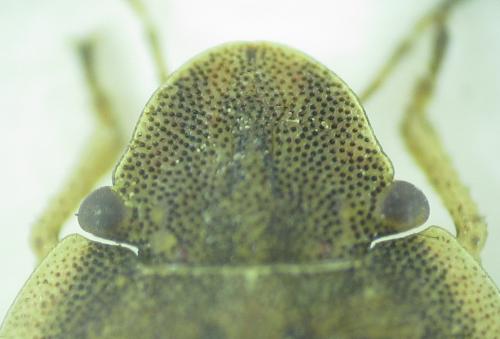 Sciocoris deltocephalus