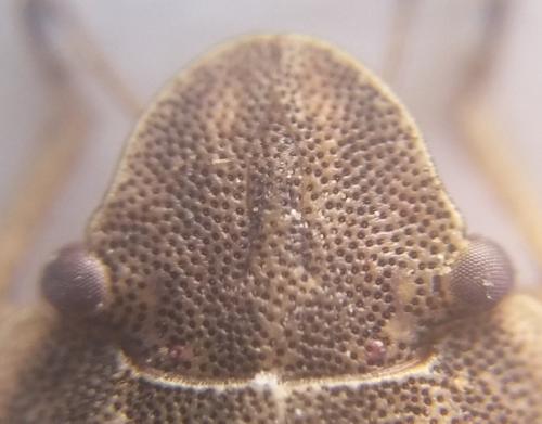 Sciocoris deltocephalus